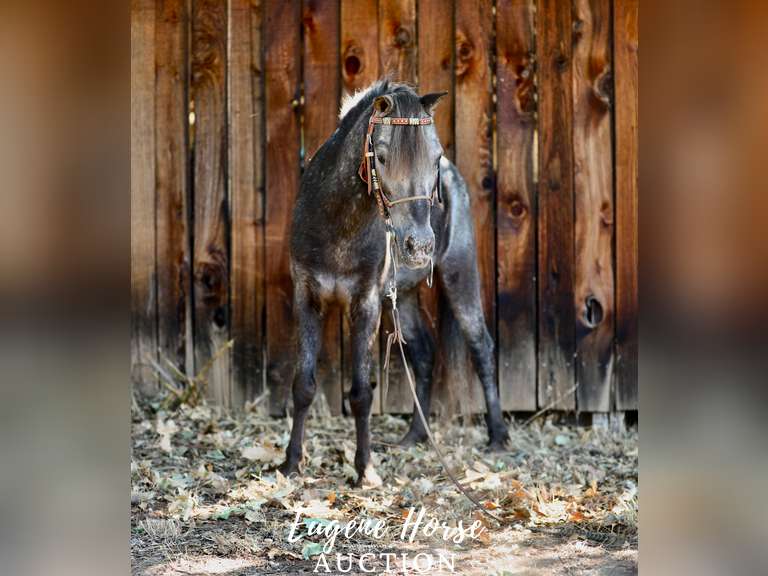 Willy 9yr 10HH Gelding Eugene Horse Auction