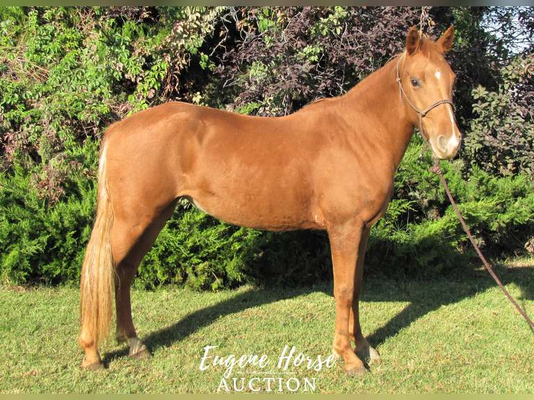 Rocks Apricot Delight 10yr 13.3HH Mare Rocky Mountain Horse