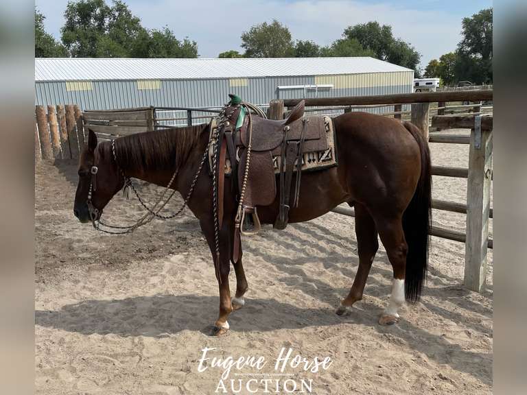 Cattin About Cowtown 10yr 14.1HH Gelding AQHA Eugene Horse Auction