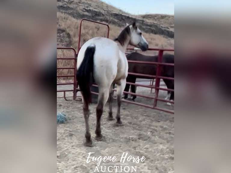 Rootbeer 5yr 15.2HH Gelding Eugene Horse Auction