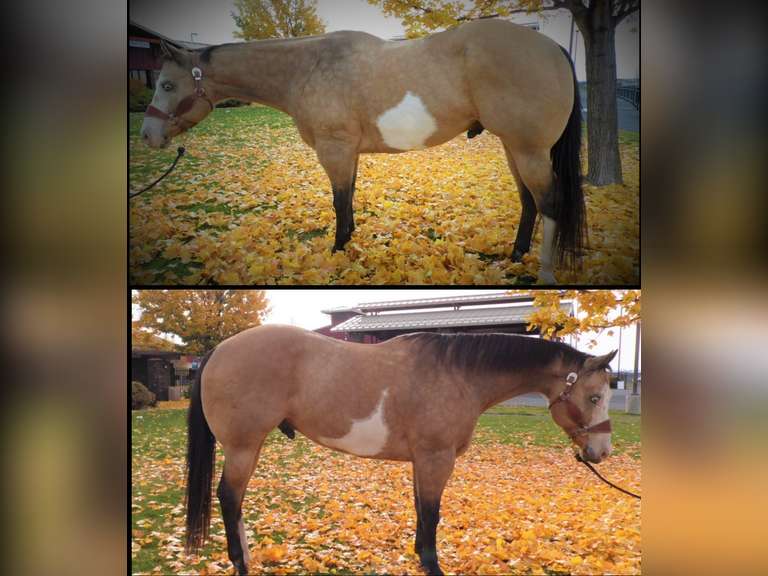 February 10th Horse Auction