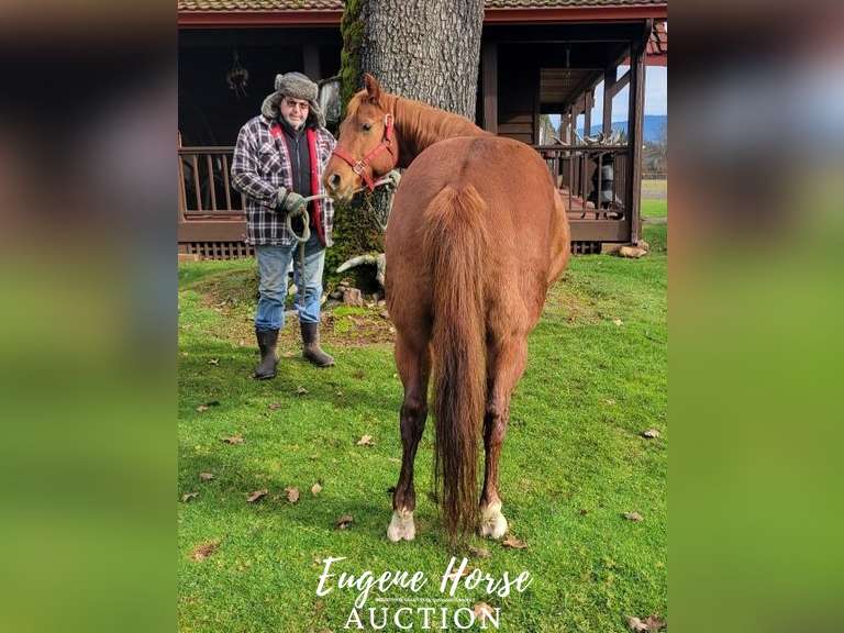 Miss Daisy 10yr 14.2HH Mare Eugene Horse Auction