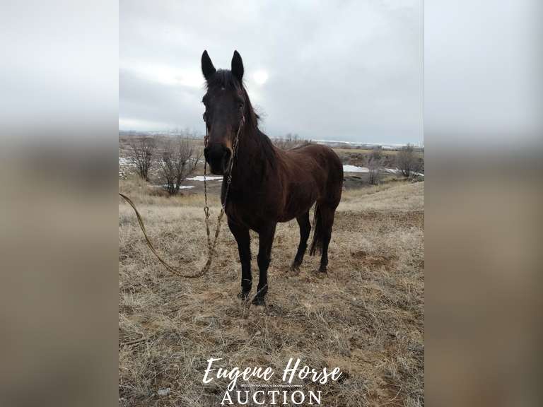 Aggie 10yr 15.1HH Mare Eugene Horse Auction