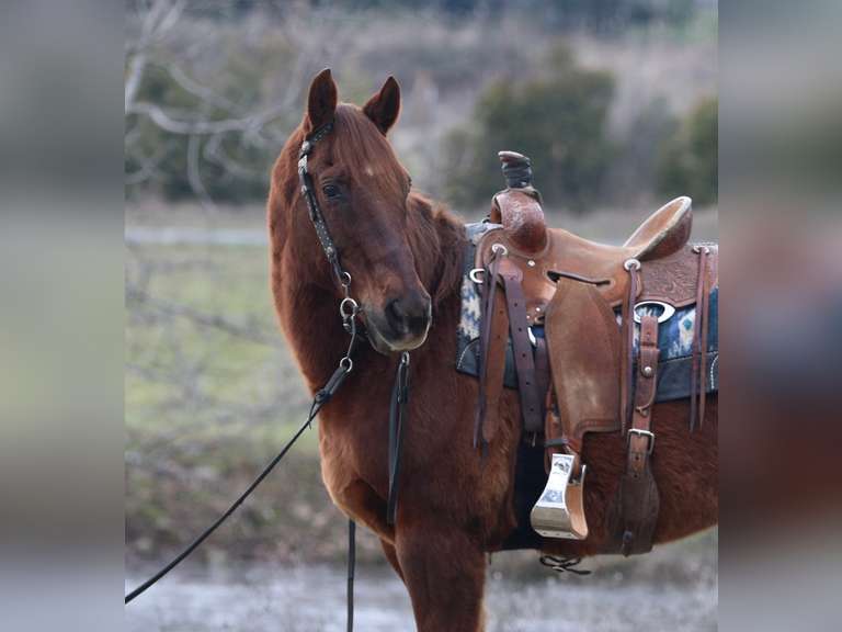 February 10th Horse Auction Eugene Horse Auction