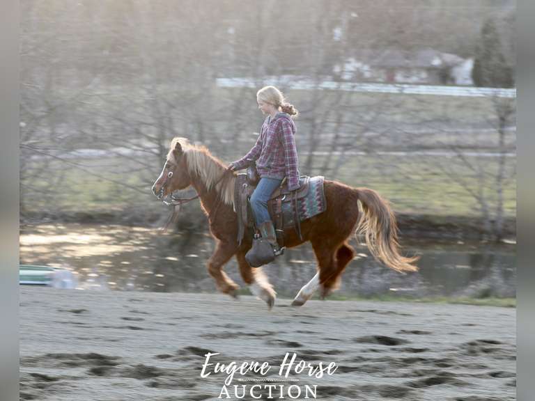 Tony Pony 17yr 12.2HH Gelding Eugene Horse Auction