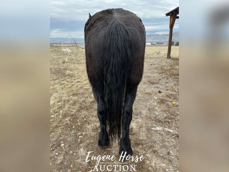 Claude 14yr 16hh Gelding Eugene Horse Auction