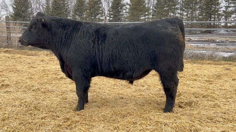 2nd Annual Bull Sale