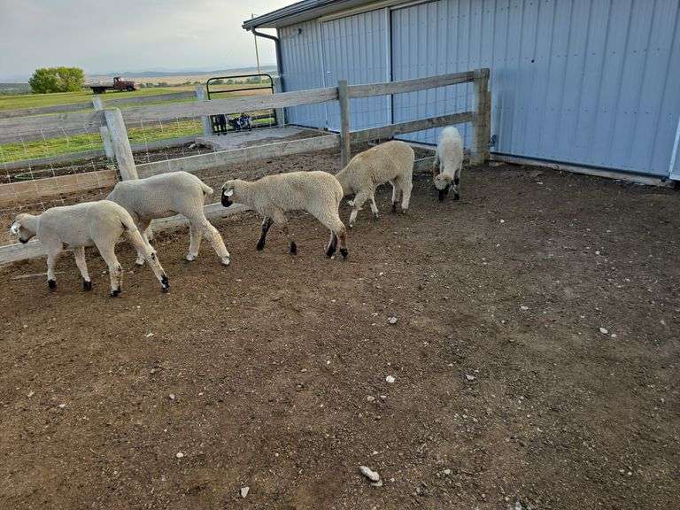 5- Commercial SAMM X Hampshire Breeding Ewe Lambs born February 2024. So much per Ewe times 5. Live will be selling choice.