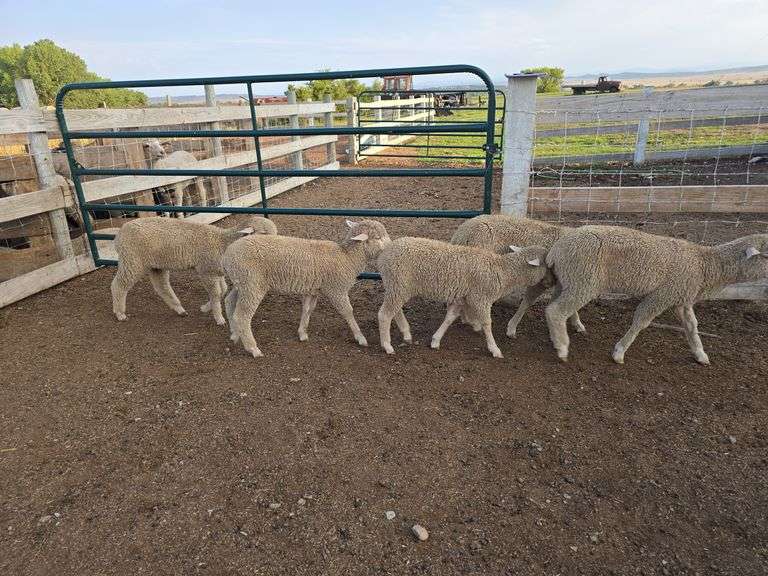 5- Commercial SAMM (South African Meat Merino) Breeding Ewe Lambs born late February 2024. So much per Ewe times 5. Live will be selling choice.