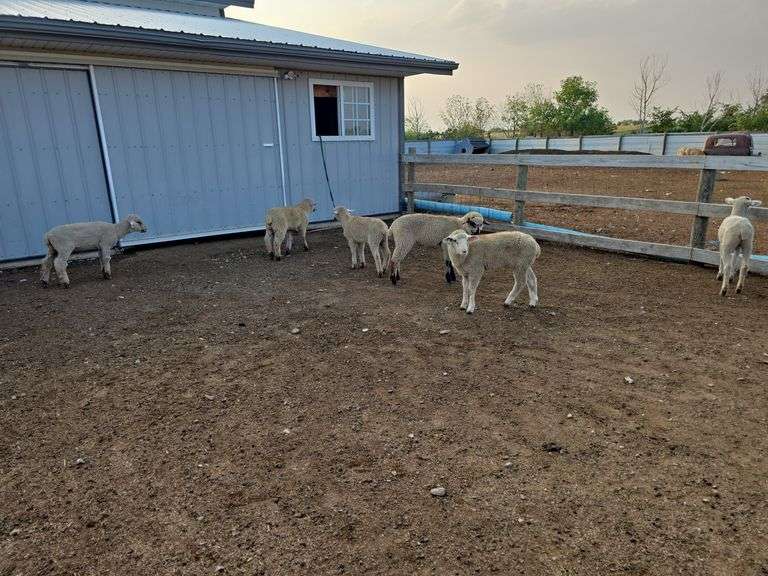 6- Commercial SAMM X Hampshire Breeding Ewe Lambs born Late February 2024. So much per Ewe times 6. Live will be selling choice.