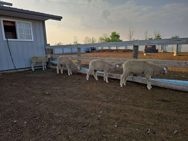 4- Commercial SAMM (South African Meat Merino) Breeding Ewe Lambs Born February 2024. So much per Ewe times 4. Live will be selling choice.