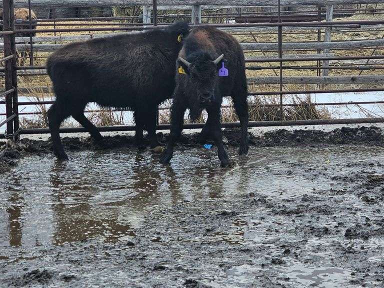 2 Bull Calves