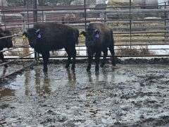 2 Bull Calves