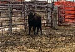 2 Bull Calves