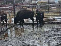 2 Bull Calves