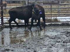 2 Bull Calves