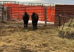 2 Bull Calves