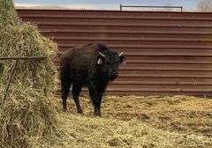 2 Bull Calves