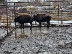 2 Bull Calves