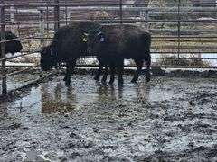 2 Bull Calves