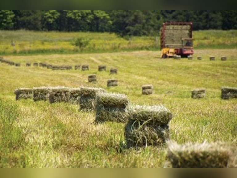 (20) Prairie Hay Square Bales Gavel Roads Online Auctions