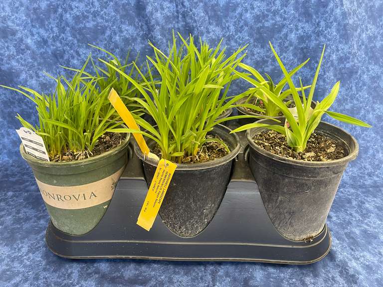 Daylilies Rothwell Landscape Gavel Roads Online Auctions