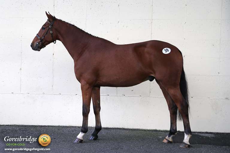 HSF DOMINO ROYALE