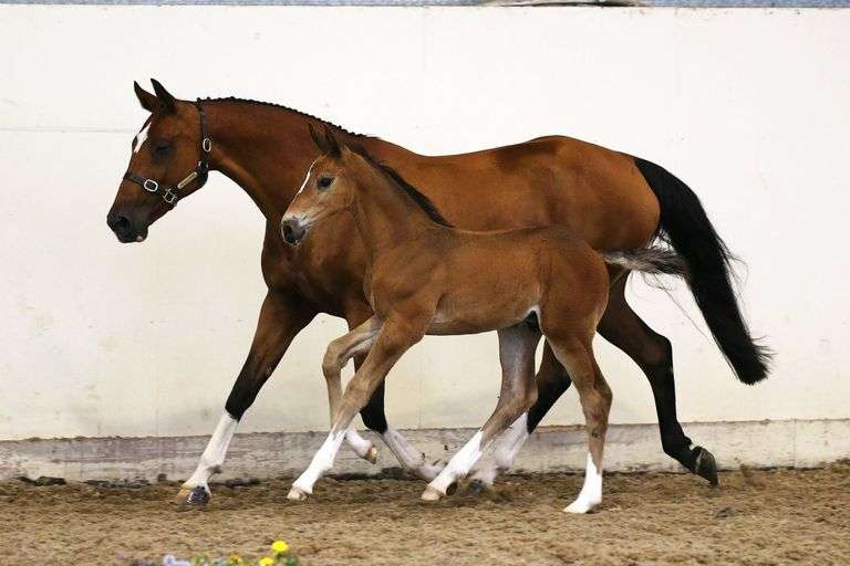 Supreme Foal Sale 2021
