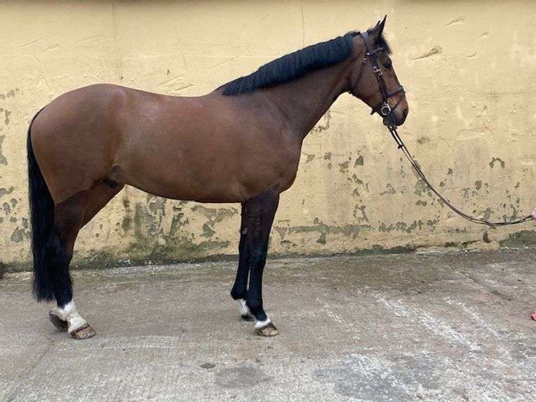 FLAMENCO ON THE BEACH