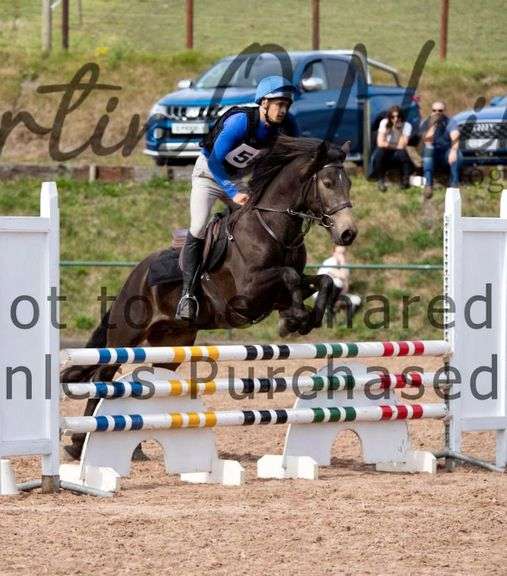 SUNDIAL RUSTY Goresbridge Horse Sales