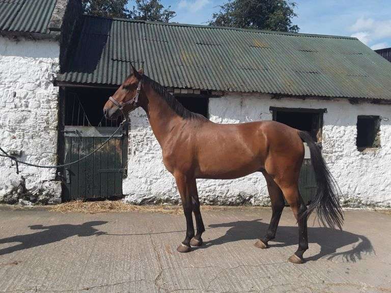 LOUVRE Goresbridge Horse Sales