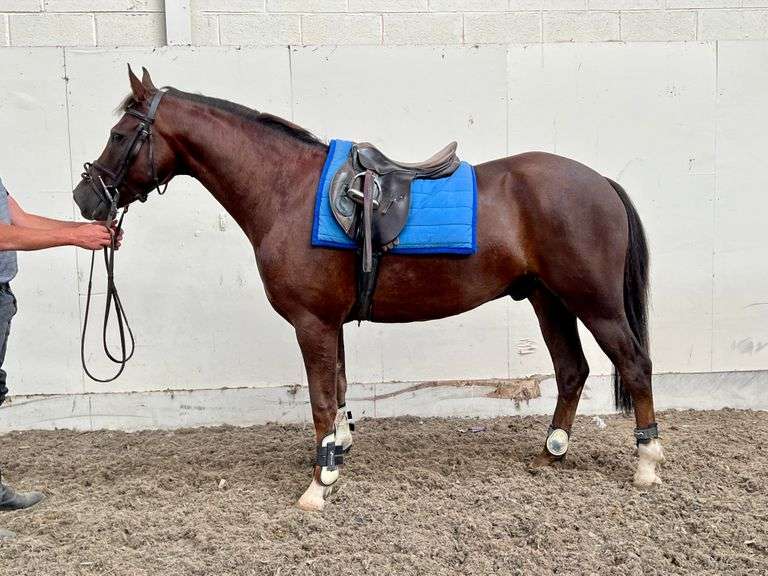 BUBBA BENSON Goresbridge Horse Sales