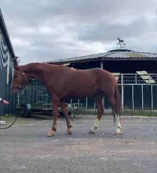 CLOVER Goresbridge Horse Sales