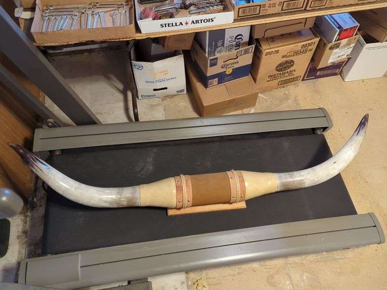 60" BULL HORNS Isabell Auction