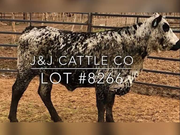 "Splatter Paint" Bred Crossbred Cow J&J Cattle Co