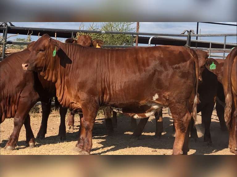 Beefmaster J&J Cattle Co