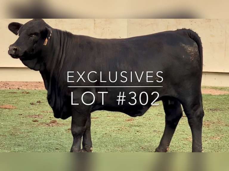 Exclusives J&J Cattle Co