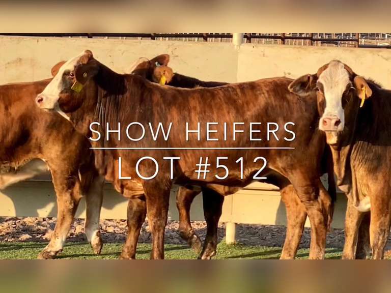 Show Heifers J&J Cattle Co