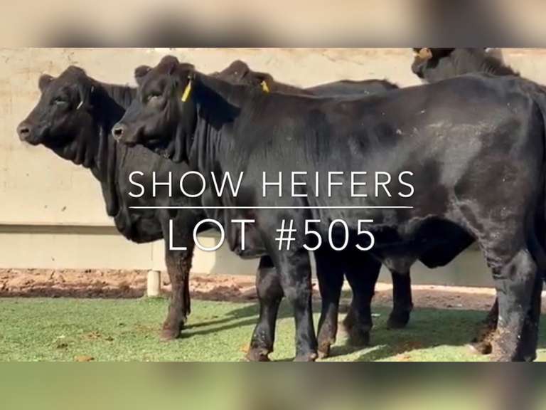Show Heifers J&J Cattle Co