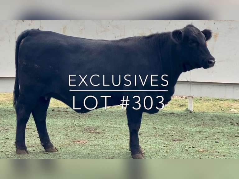 Exclusives J&J Cattle Co