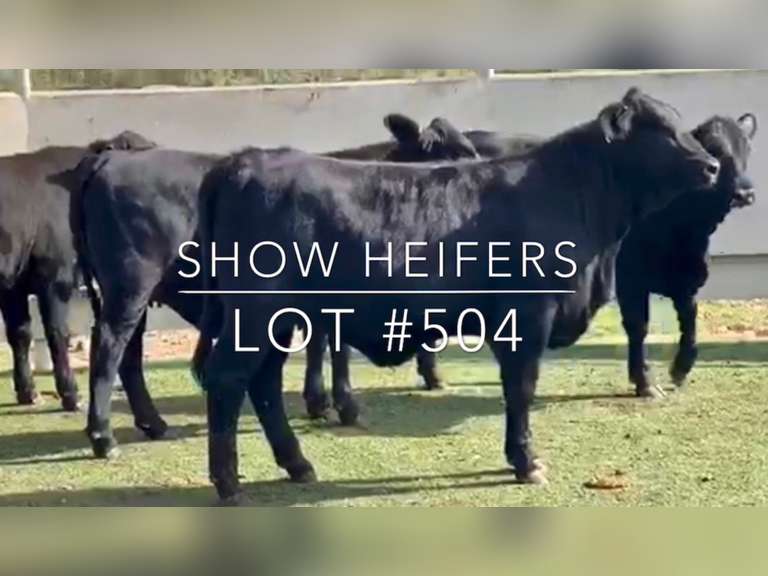 Show Heifers J&J Cattle Co