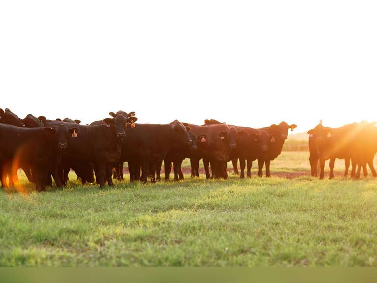 J&J Cattle Co Online Auction November 2021 J&J Cattle Co