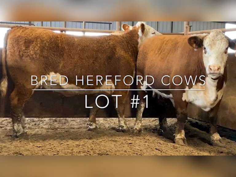 Bred Hereford Cows J&J Cattle Co