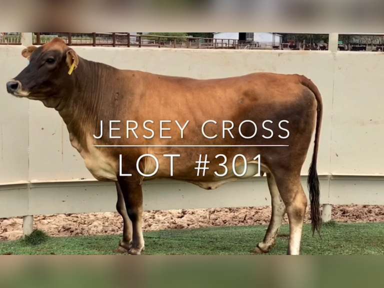 Jersey Cross Cattle