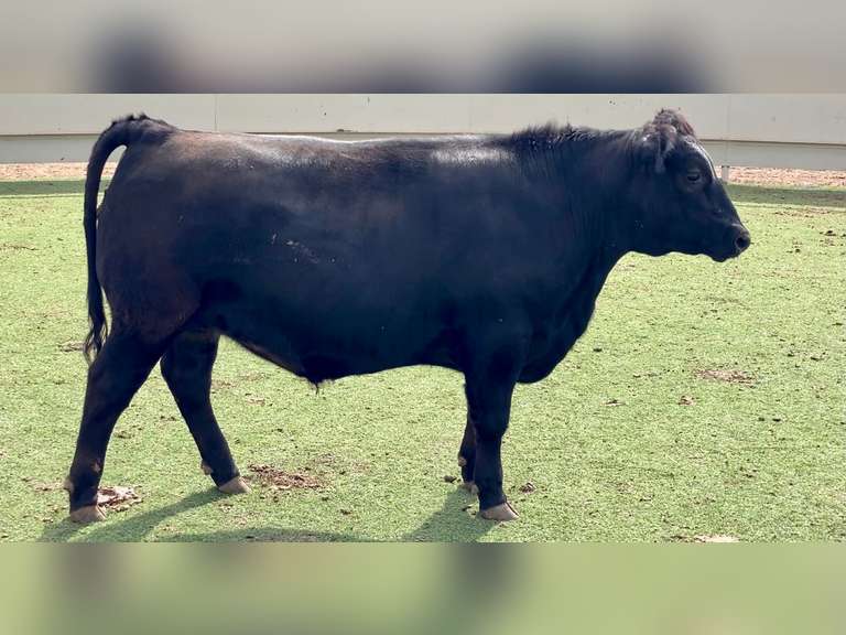 WagyuAngus Cross Steer J&J Cattle Co