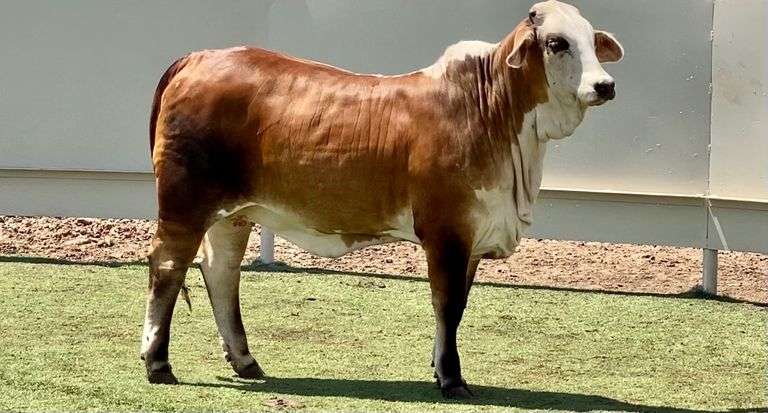 Brahmans, Brafords, Beefmasters, & More
