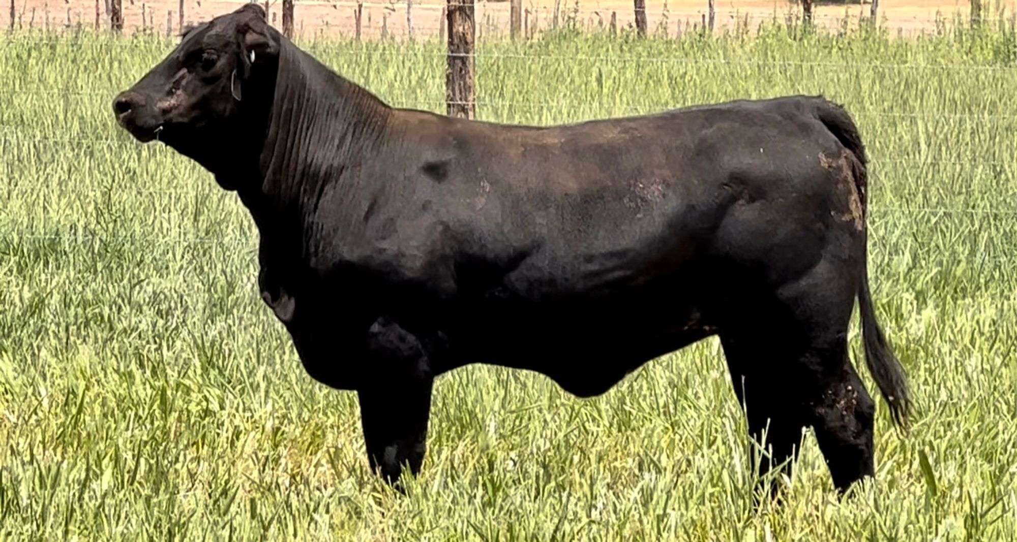 Black Beefmaster Replacement Heifers J J Cattle Co