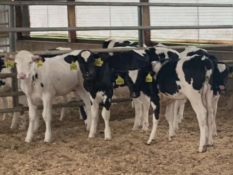 12 Holstein Heifer Calves Avg 528 pNM, Dams Avg 30782 Kreeger