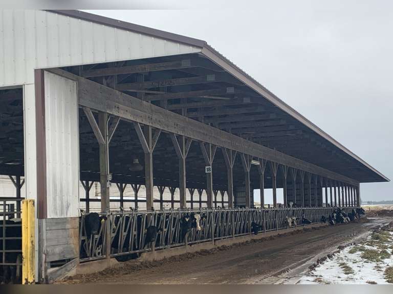 22 Holstein Open Heifers (EW 700) Kreeger & Associates