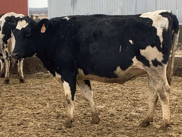 6 Holstein Springers, AI For Generations (Payne) Kreeger & Associates